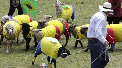 Shepherds herd their sheep, dressed in jerseys of Brazil’s and Colombia’s football team colours, during a sheep football match in Nobsa, Colombia on Sunday. The match was part of the International Poncho Day, celebrated every year in this region of central Colombia where local craftsmen make sheep wool ponchos using ancestral techniques. AP Photo/Javier Galeano
