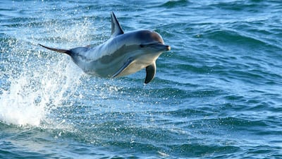 Long beaked common dolphin.
