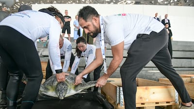 The 10 turtles were transported from The National Aquarium, where they have been undergoing rehabilitation
