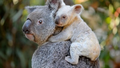 The rare white baby koala born at the Australia Zoo in Queensland clings to her mother, Tia on August 22, 2017. The joey's light coloration is caused by a recessive gene carried by her mother. past. The joey has yet to be named. Photo: Australia Zoo / AFP