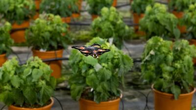 A moth-killing drone hovers over crops in a greenhouse in Monster, Netherlands. AP Photo/Mike Corder