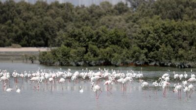 20. Flamingo spotting in Ras Al Khor. Chris Whiteoak / The National