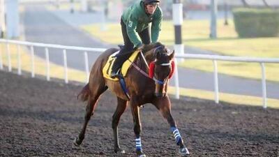 Ocean Park ran a poor race on World Cup night at Meydan Racecourse in Dubai on Saturday and was still hot in the foreleg the morning after. Jake Badger for The National