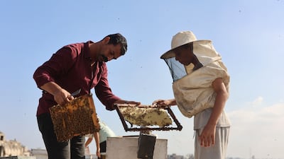Ibrahim Al Dabba, left, tends to his beehives on the roof of a building in Gaza city. AFP