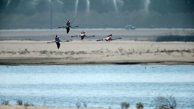 Thousands of greater flamingos travel to the UAE each year to escape the brutal winters of central Asia. Christopher Pike / The National