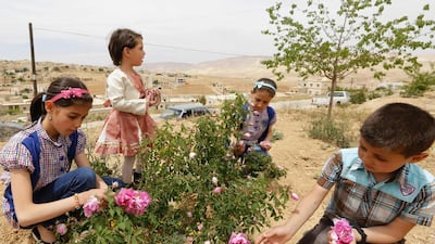 Syrian children pick damask roses (Rosa damascena), in the village of Marah, north of the capital, Damascus. All photos by Louai Beshara / AFP Photo