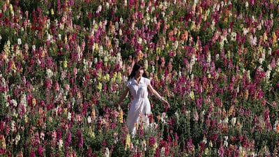 The UAE Flower Farm in full bloom in Ras Al Khaimah. Chris Whiteoak / The National