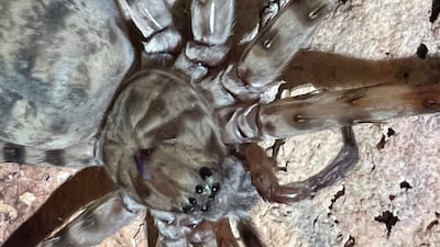 A cave-dwelling spider.