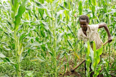 Nuru International is working with farms in Africa. Courtesy Zayed Sustainability Prize