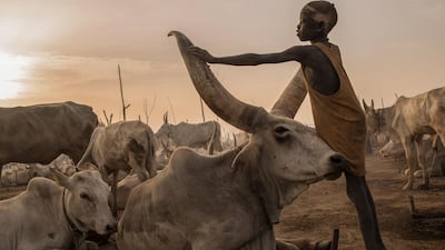 A Sudanese boy from Dinka tribe touches the horns of a cow at their cattle camp in Mingkaman, Lakes State, South Sudan. All photos by Stefanie Glinski / AFP Photo