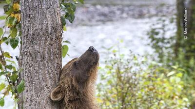 Mother knows best by Marion Volborn, Germany. While on a bear watching trip to the Nakina River in British Columbia, Canada Marion spotted a grizzly bear and her young cub approach a tree. The mother bear started to rub against the tree trunk and was followed shortly by the cub, imitating its mother. Marion Volborn / Wildlife Photographer of the Year