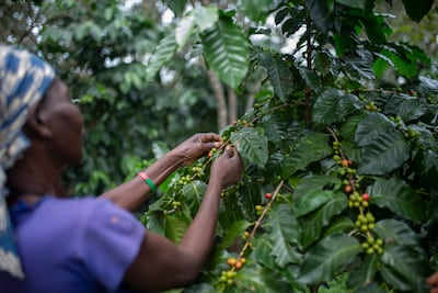 Collects coffee beans in Gorongosa, Mozambique. The crop is said to generate more revenue for developing countries than any commodity except oil. AFP