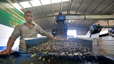 A worker looks at olives in a grinding machine before they are pressed into oil. Olive trees cover around 75 per cent of agricultural land in Jordan. Muhammad Hamed / Reuters