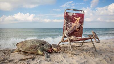 'Beach Waste' by Matthew Ware, from the USA. Highly Commended in the Wildlife Photojournalism. From a distance, the beach scene at Alabama’s Bon Secour National Wildlife Refuge looked appealing: blue sky, soft sand and a Kemp’s ridley sea turtle. But as Matthew and the strandings patrol team got closer they could see the fatal noose around the turtle’s neck attached to the washed-up beach chair. Matthew Ware / Wildlife Photographer of the Year