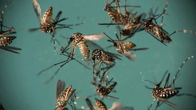 Once a mosquito becomes infected with Wolbachia, the bacteria outcompetes viruses, reducing the risk of deadly infections in humans. AP
