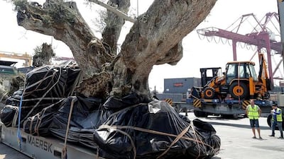 The venerable olives were monitored during their journey from Spain to The Heart of Europe on Dubai’s The World. The resort now features 58 species of Mediterranean trees – the oldest of which are the olives. Courtesy Kleindienst Group