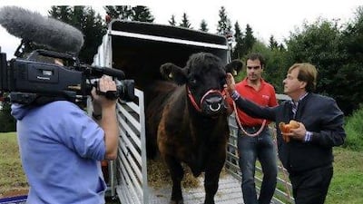 Christian Koegl and farmer Michael Aufhauser lead 'Ernst' the bull to a meadow near a forest in Germany, accompanied by television crews and journalists. Called the George Clooney of livestock, Ernst failed to lure Yvoone from the woods.