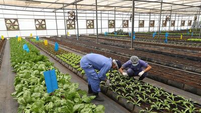 Farm workers working in the greenhouse area at the Al Dahra farm in Al Ain. Pawan Singh / The National