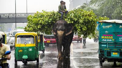 September 11 2014,. An elephant loaded with fodder pillaged from the city’s trees navigates a busy Delihi road in monsoon rain.