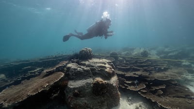 A marine biologist from Thailand's Department of Marine and Coastal Resources surveying an outbreak of yellow-band disease