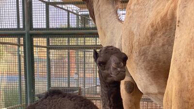 She weighed 34kg at birth