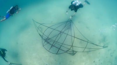 Some of the reefs are in the shape of marine species, such as this ray
