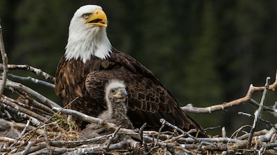 The American bald eagle now numbers more than 300,000 in the US.