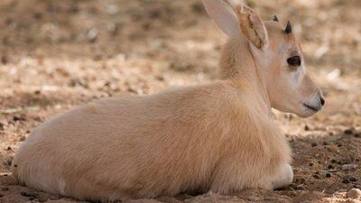 The baby addax rests at Al Ain Wildlife Park & Resort.
