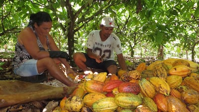 Rural workers break cocoa fruit at a farm in Medicilandia, Para state, Brazil. New programmes could see the country become a top producer once again. Marcelo Texeira/Reuters