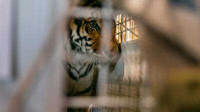 Simba, a Bengal tiger, paces in his cage as Avianca cargo employees work to load him into a van at the Miami International Airport. Simba, Max and Kimba, who were rescued from a circus in Guatemala by Animal Defenders International, are being sent to an animal sanctuary, Big Cat Rescue, in Tampa. AP