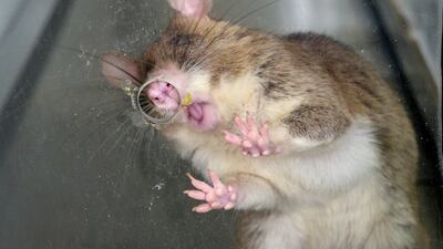 An African giant pouched rat being trained to detect tuberculosis in Morogoro, Tanzania. AP