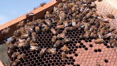 Bees on a honeycomb at an apiary in the New South Wales town of Somersby, April 20. Australian apiarists are worried they will no longer be able to produce very lucrative manuka honey, as New Zealand beekeepers are trying to get this Maori term trademarked in at least five jurisdictions, including China, the US and the EU. AFP