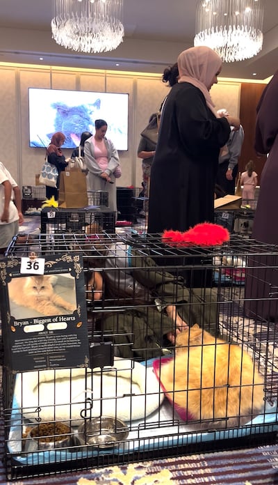 Cats up for adoption at Microchipped's event. Evelyn Lau / The National