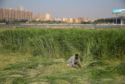A farmer at work in a field near the Nile river on Dahab Island, Egypt. Bloomberg