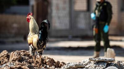 A member of the Kurdish Internal Security Forces of Asayesh stands guard as a rooster looks on, in Syria's northeastern city of Hasakeh. AFP