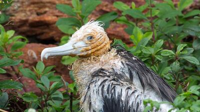 01WINNER: Magnificent frigatebird (Fregata magnificens) chick. Photo by David Costatini