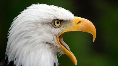 A bald eagle (Haliaeetus leucocephalus) shouts at zoo in Neunkirchen, Germany. EPA