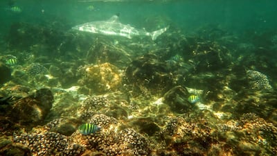 A black-tip reef shark spotted near Dibba Rock in Fujairah. Fernando Reis
