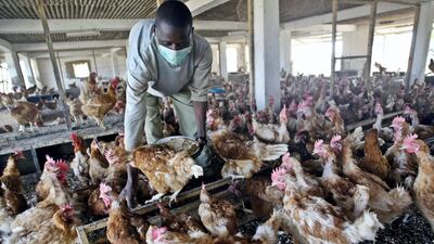 The Ministry of Climate Change and Environment has banned the import of domestic and wild birds and poultry products from Hungary and Slovakia due to a bird flu outbreak. Pius Utomi Ekpei / AFP