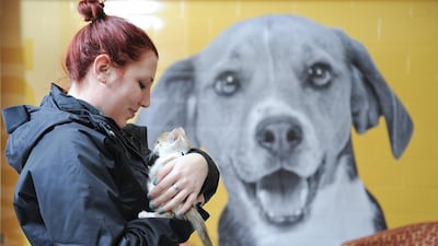 Wanting a kitten and not a puppy suggests a more creative, adventurous personality. Craig Lassig / AP Photo