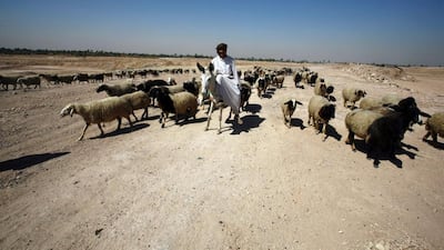 An Iraqi shepherd takes care of his sheep on the outskirts of the holy city of Najaf. Haidar Hamdani / AFP