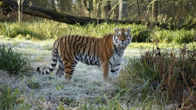 Shouri, a 13-year-old Amur tiger, was killed after a fight with two other tigers. Longleat