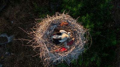 A white stork nests on the concrete pillar of an unfinished building in Novi Sad, Serbia. AFP