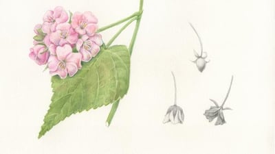 Donna Torres for The National