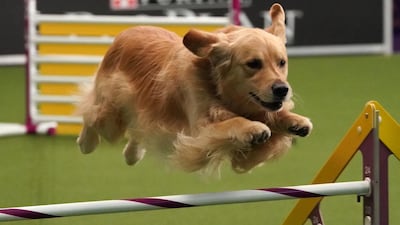 What a good boy: a pup competes in the 6th Annual Masters Agility Championship at the The American Kennel Club and Westminster Kennel Club on February 9, 2019, at Piers 92 and 94 in New York. / AFP / TIMOTHY A. CLARY