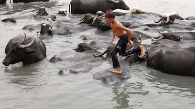 A child walks on the backs of cattle in a river in the eastern suburb of Fadaliayah, outside of Baghdad, Iraq, Saturday, July 7, 2012. The animals are bathed daily to help keep them free of diseases and to protect them from the heat. (AP Photo/Karim Kadim)