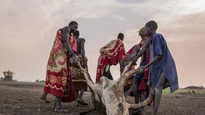 Tribesmen drag away a dead cow which was killed by a scorpion sting.