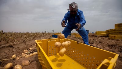 Local potatoes are sold in the UAE at Dh2.5 to Dh3 per kg and are generally found at Spinneys, Abela, Choitrams, Geant, Aswaaq and Souq. Potatoes imported from around the region retail for about Dh1.7 or Dh1.8 per kg, depending on the quality.