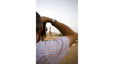 The Abu Dhabi Natural History Club observe giraffes at a group outing to the Al Ain Zoo.