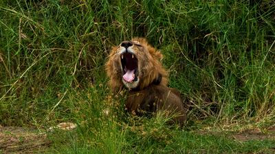 A young male lion yawns as he wakes up in Tanzania's Tarangire National Park. AP Photo